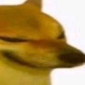 Meet your Posher, Sammy